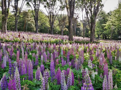 花 見ごろ 国営武蔵丘陵森林公園 ルピナス 中止となりました 埼玉県 の情報 ウォーカープラス