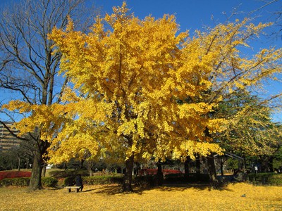 猿江恩賜公園の紅葉