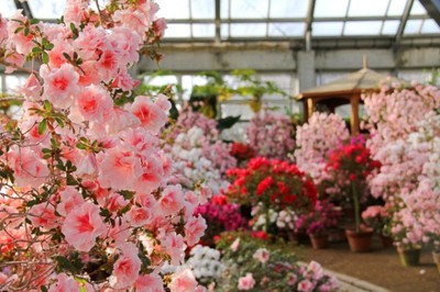 ぐんまフラワーパーク 魅惑のアザレア展 群馬県 の情報 ウォーカープラス