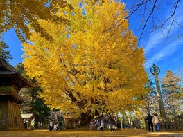 樹齢1000年を超えるイチョウを鑑賞