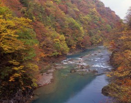 切り立った渓谷の岩肌を紅葉が彩る壮大な自然美