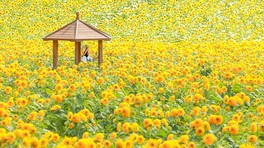 約60種類のヒマワリが咲き誇る