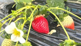 摘みたてのフレッシュないちごが食べ放題
