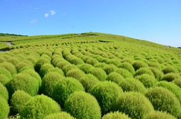 ｢コキア緑葉｣見頃:7月中旬〜9月下旬/みはらしの丘