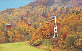 紅葉のじゅうたんを見下ろす空中散歩