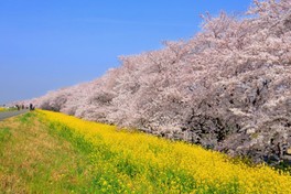 熊谷桜堤のソメイヨシノと菜の花