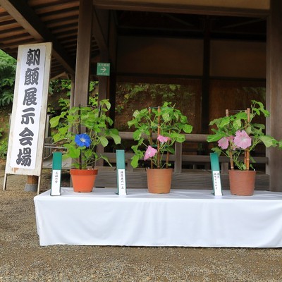 三溪園 朝顔展 神奈川県 の情報 ウォーカープラス