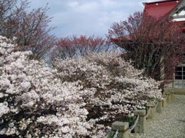 咲き並ぶ桜