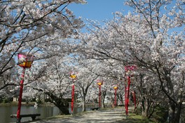 ずらりと並んだ桜の木が華やかに咲く