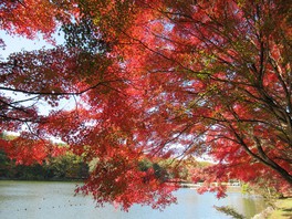 ボート池周辺のモミジが赤く染まる