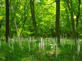 埼玉県の花 自然情報一覧 16件 ウォーカープラス