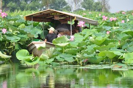 大迫力のハスを間近で観賞できる｢花ハス遊覧船｣