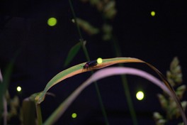 ホタルが光る様子を観察できる