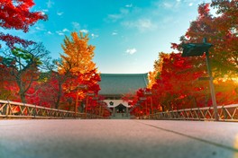 鐘楼堂を包み込むように彩る紅葉の景観