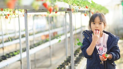 鎌倉観光いちご園 いちご狩り 神奈川県 の情報 ウォーカープラス