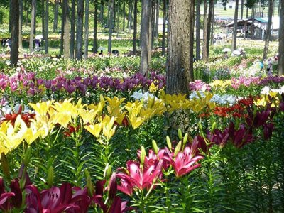 谷汲ゆり園 岐阜県 の情報 ウォーカープラス