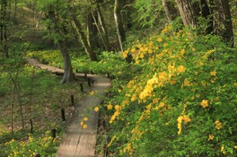 埼玉県の花 自然情報一覧 16件 ウォーカープラス