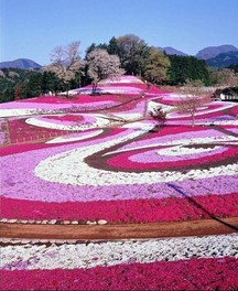 みさと芝桜公園(群馬県)の情報｜ウォーカープラス