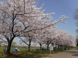 みさと公園の桜 埼玉県 の情報 ウォーカープラス