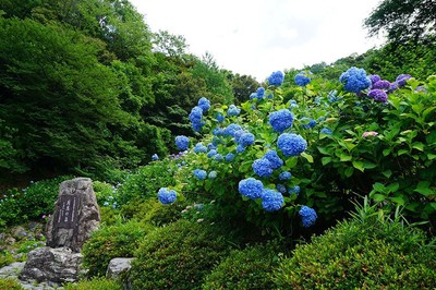 月見の森 あじさい祭 岐阜県 の情報 ウォーカープラス