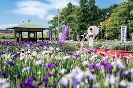 80品種、1万3000株の花しょうぶが咲き誇る
