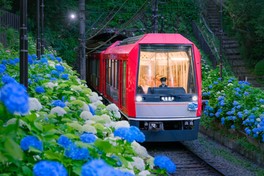 ゆったりとアジサイを観賞できる座席指定の観光列車「夜のあじさい号」