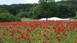 埼玉県の花 自然情報一覧 16件 ウォーカープラス