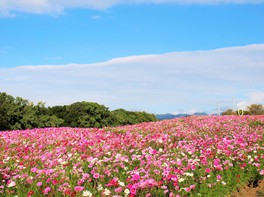 ピンク、白、濃紅色の大きな花を咲かせる