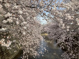 恩田川に降り注ぐような桜の花々