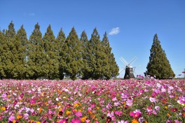 コスモスが一面に咲き誇る美しい景観