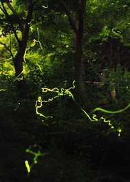 秋のゾーンを中心に、ホタルが飛び交う