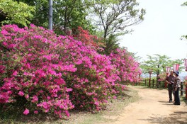 花 見ごろ 小見川城山公園 つつじ 千葉県 の情報 ウォーカープラス