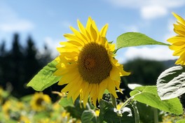 ヒマワリなどの夏の花とともに楽しめる、夏の特別イベント