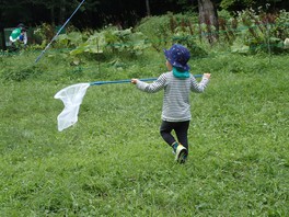 滝野の森には札幌で観られる昆虫が多く、園内では滝野の森に詳しいボランティアも巡回して昆虫探しを手伝ってくれるのが嬉しい