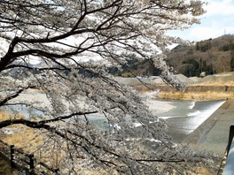 片品川沿いの桜