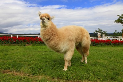 那須どうぶつ王国ふれあい動物園 福島県 の情報 ウォーカープラス