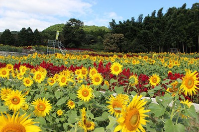 山田ひまわり園 秋に咲くひまわり 佐賀県 の情報 ウォーカープラス