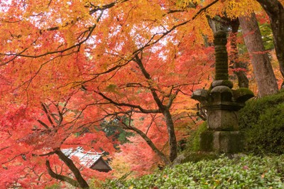 大興善寺紅葉シーズン 佐賀県 の情報 ウォーカープラス