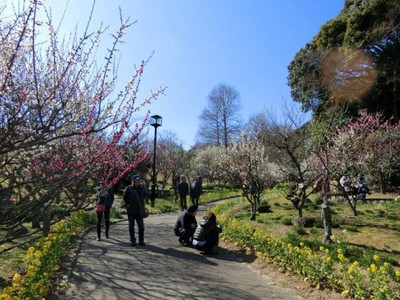 須磨離宮公園 第28回 梅見会 兵庫県 の情報 ウォーカープラス