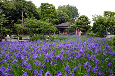 史跡八橋かきつばたまつり 愛知県 の情報 ウォーカープラス