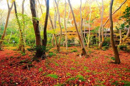 静かな林の中に紅葉のじゅうたんが現れる