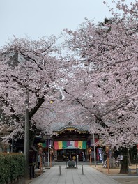 参道沿いの桜並木が美しい