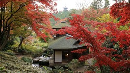 横浜市 神奈川県の花 自然情報一覧 2件 ウォーカープラス