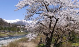 川のせせらぎを耳に桜が舞う風景を堪能