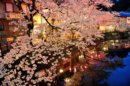 大谿川沿いの木屋町通りなどの桜並木が夜間ライト アップされる