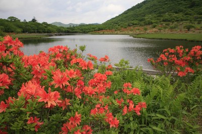 赤城山新緑 つつじweek 群馬県 の情報 ウォーカープラス