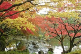 横浜公園の紅葉(神奈川県)の情報｜ウォーカープラス