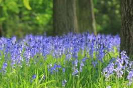 花 見ごろ 国営武蔵丘陵森林公園 シラー 埼玉県 の情報 ウォーカープラス