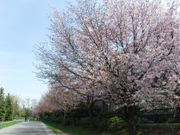 長い期間にわたって桜を楽しめる