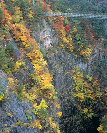 色とりどりの鮮やかな紅葉と「渡らっしゃい吊橋」